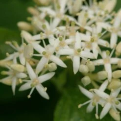 Cornus Sanguinea Arctic Sun® 10 Cornus Sanguinea Arctic Sun® -Garden Bloomy Shop x600 16908