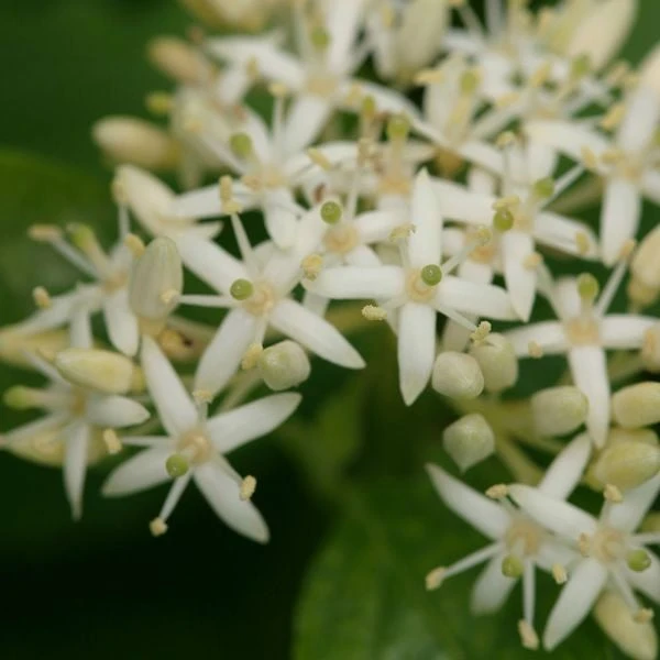 Cornus Sanguinea Arctic Sun® 5 Cornus Sanguinea Arctic Sun® - Image 3