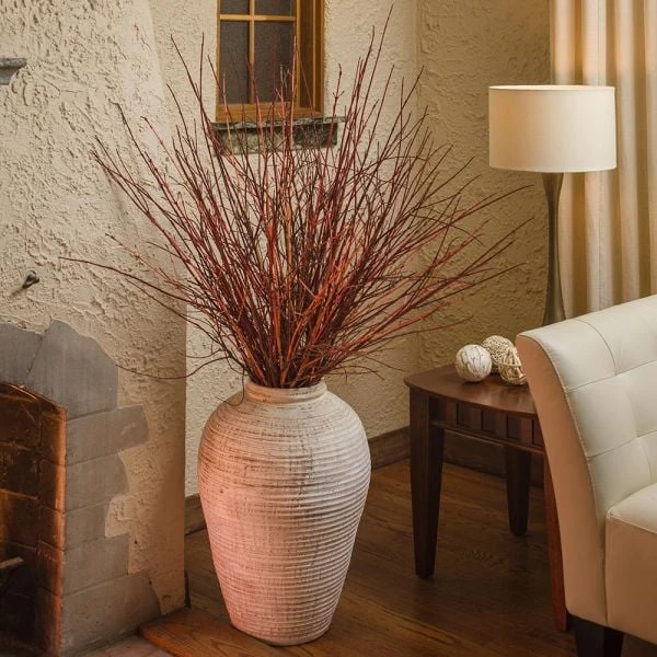 Cornus Sanguinea Arctic Sun® 7 Cornus Sanguinea Arctic Sun® - Image 5