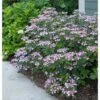 Hydrangea Serrata Tiny Tuff Stuff™ - 1 Gallon Pot -Garden Bloomy Shop x600 16922 1