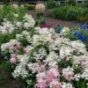 Hydrangea Paniculata Little Quick Fire® -Garden Bloomy Shop x600 16929