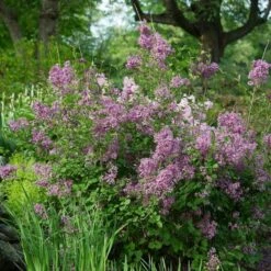 Syringa Bloomerang® Dark Purple -Garden Bloomy Shop x600 16944