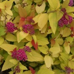 Spiraea Japonica Double Play® Candy Corn® -Garden Bloomy Shop x600 16957