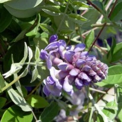 Wisteria Frutescens 'Amethyst Falls' -Garden Bloomy Shop x600 16971