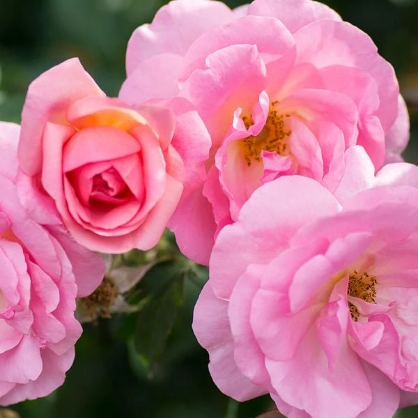 Rose Peachy Knock Out® 4 Rose Peachy Knock Out® - Image 2