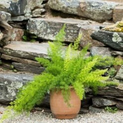 Cretan Pot Idomeneas 8 Cretan Pot Idomeneas -Garden Bloomy Shop x600 17262