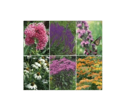 Monarch Butterfly Perennial Garden -Garden Bloomy Shop x600 17272