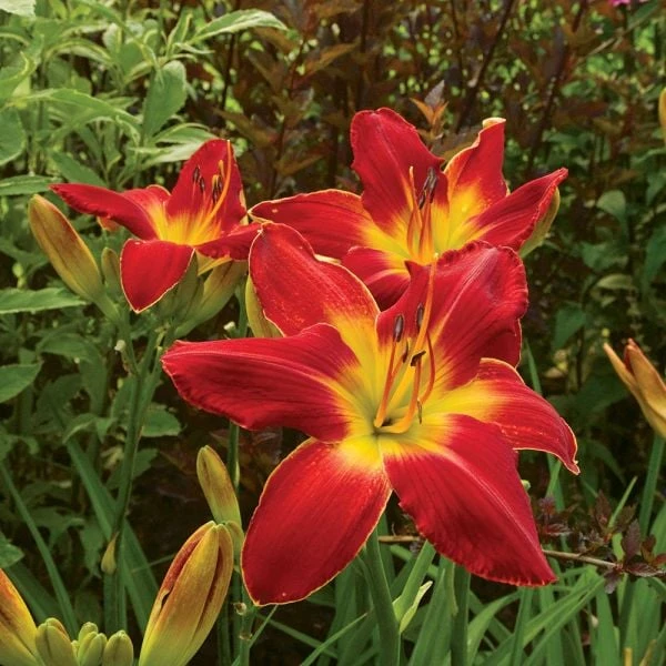 Hemerocallis (Daylily) 'All American Chief' 5 Hemerocallis (Daylily) 'All American Chief' - Image 3