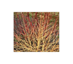 Cornus Sanguinea Arctic Sun® 13 Cornus Sanguinea Arctic Sun® -Garden Bloomy Shop x600 1776