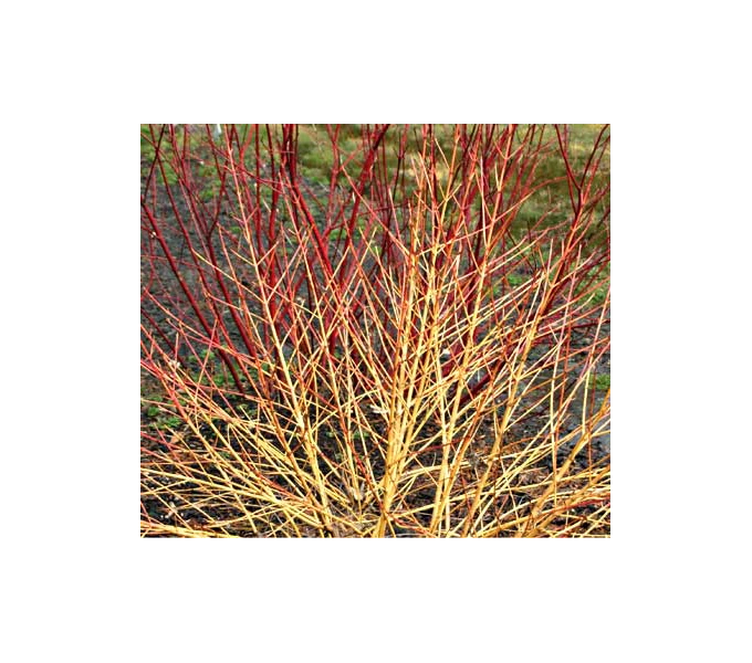 Cornus Sanguinea Arctic Sun® 8 Cornus Sanguinea Arctic Sun® - Image 6