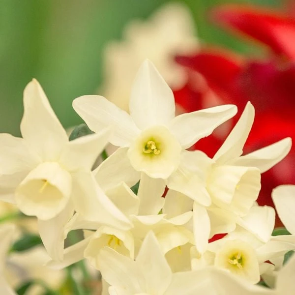 Narcissus 'Starlight Sensation' 4 Narcissus 'Starlight Sensation' - Image 2