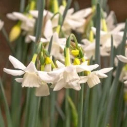 Narcissus 'Starlight Sensation' 11 Narcissus 'Starlight Sensation' -Garden Bloomy Shop x600 18014