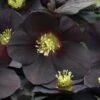 Helleborus Honeymoon® 'New York Night' 1 Helleborus Honeymoon® 'New York Night' -Garden Bloomy Shop x600 18056