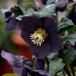 Helleborus Honeymoon® 'New York Night' -Garden Bloomy Shop x600 18058