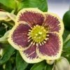 Helleborus Honeymoon® 'Rio Carnival' 1 Helleborus Honeymoon® 'Rio Carnival' -Garden Bloomy Shop x600 18059