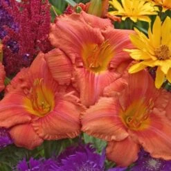 Hemerocallis (Daylily) 'South Seas' - Reblooming 9 Hemerocallis (Daylily) 'South Seas' - Reblooming -Garden Bloomy Shop x600 18065