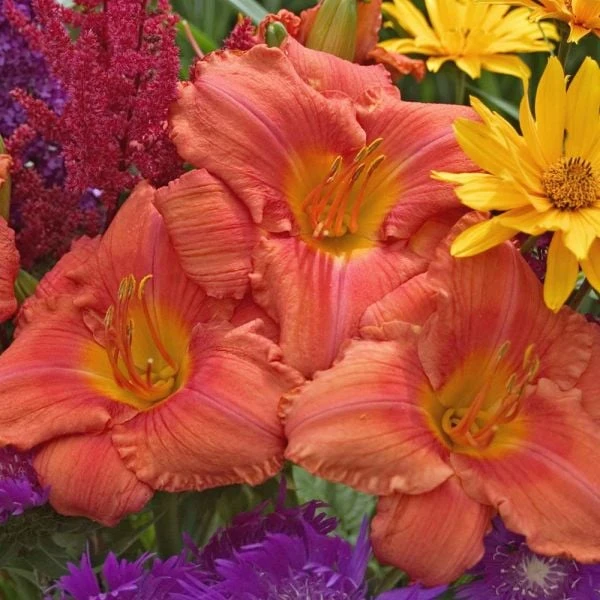 Hemerocallis (Daylily) 'South Seas' - Reblooming 6 Hemerocallis (Daylily) 'South Seas' - Reblooming - Image 4