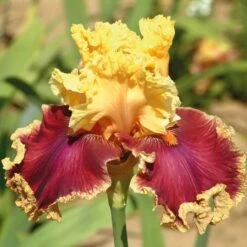 Pride Of The Border Bicolor Iris Collection - 4 Plants 9 Pride Of The Border Bicolor Iris Collection - 4 Plants -Garden Bloomy Shop x600 18071