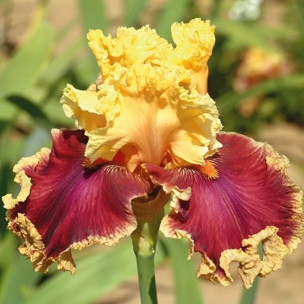 Pride Of The Border Bicolor Iris Collection - 4 Plants 5 Pride Of The Border Bicolor Iris Collection - 4 Plants - Image 3