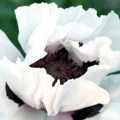 Papaver Orientale 'Snow Goose' -Garden Bloomy Shop x600 18089