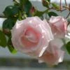 Rose 'New Dawn' -Garden Bloomy Shop x600 18303