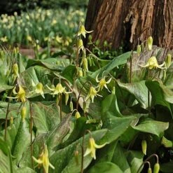 Erythronium 'Pagoda' -Garden Bloomy Shop x600 18304