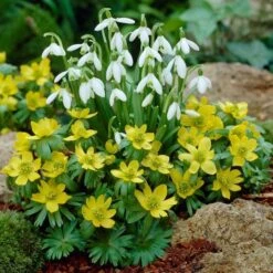 Eranthis Hyemalis -Garden Bloomy Shop x600 18308