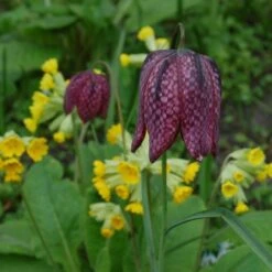 Fritillaria Meleagris -Garden Bloomy Shop x600 18310