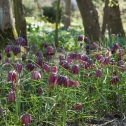 Fritillaria Meleagris -Garden Bloomy Shop x600 18311