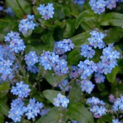 Myosotis Sylvatica -Garden Bloomy Shop x600 18316