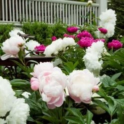 Old-Time Peony Collection 14 Old-Time Peony Collection -Garden Bloomy Shop x600 18506