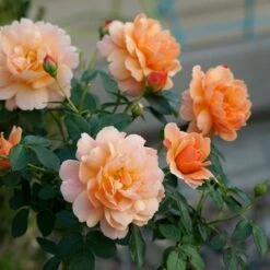 Rose At Last® -Garden Bloomy Shop x600 18575