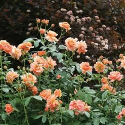 Rose At Last® -Garden Bloomy Shop x600 18576