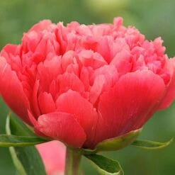 Peony 'Lorelei' -Garden Bloomy Shop x600 18586