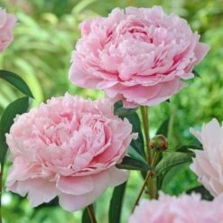 Peony 'Sarah Bernhardt' -Garden Bloomy Shop x600 18587