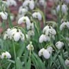 Galanthus 'Hippolyta' 2 Galanthus 'Hippolyta' -Garden Bloomy Shop x600 18654