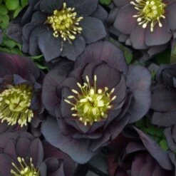 Helleborus Wedding Party® Mix 15 Helleborus Wedding Party® Mix -Garden Bloomy Shop x600 18787