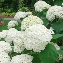Hydrangea Arborescens Incrediball® -Garden Bloomy Shop x600 19242