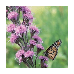 Liatris Ligulistylis -Garden Bloomy Shop x600 19307