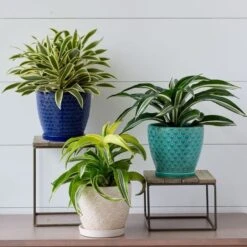 Tangiers Cachepot -Garden Bloomy Shop x600 19310