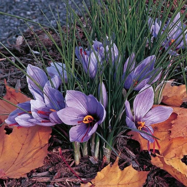 Crocus Sativus: Saffron Crocus 3 Crocus Sativus: Saffron Crocus