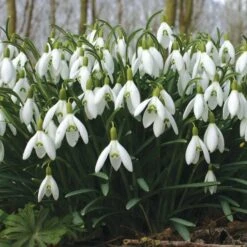 Galanthus Nivalis -Garden Bloomy Shop x600 19597