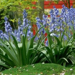 Hyacinthoides Hispanica 'Excelsior' 6 Hyacinthoides Hispanica 'Excelsior' -Garden Bloomy Shop x600 19599