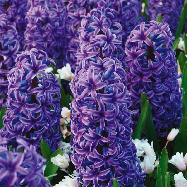 Hyacinthus May Day Bouquet Mix 4 Hyacinthus May Day Bouquet Mix - Image 2