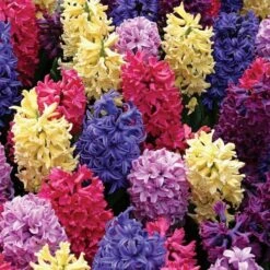 Vivid Hyacinth Mix 15 Vivid Hyacinth Mix -Garden Bloomy Shop x600 19601