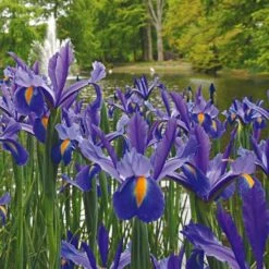 Dutch Iris Mix -Garden Bloomy Shop x600 19603