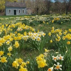 Professional's Naturalizing Daffodil Mix 11 Professional's Naturalizing Daffodil Mix -Garden Bloomy Shop x600 19615