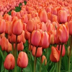 Tulip 'Apricot Impression' -Garden Bloomy Shop x600 19619