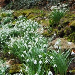 Galanthus Nivalis -Garden Bloomy Shop x600 19900