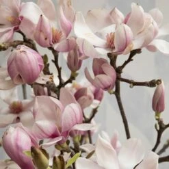 Tulip Magnolia Flowering Branches -Garden Bloomy Shop x600 19934